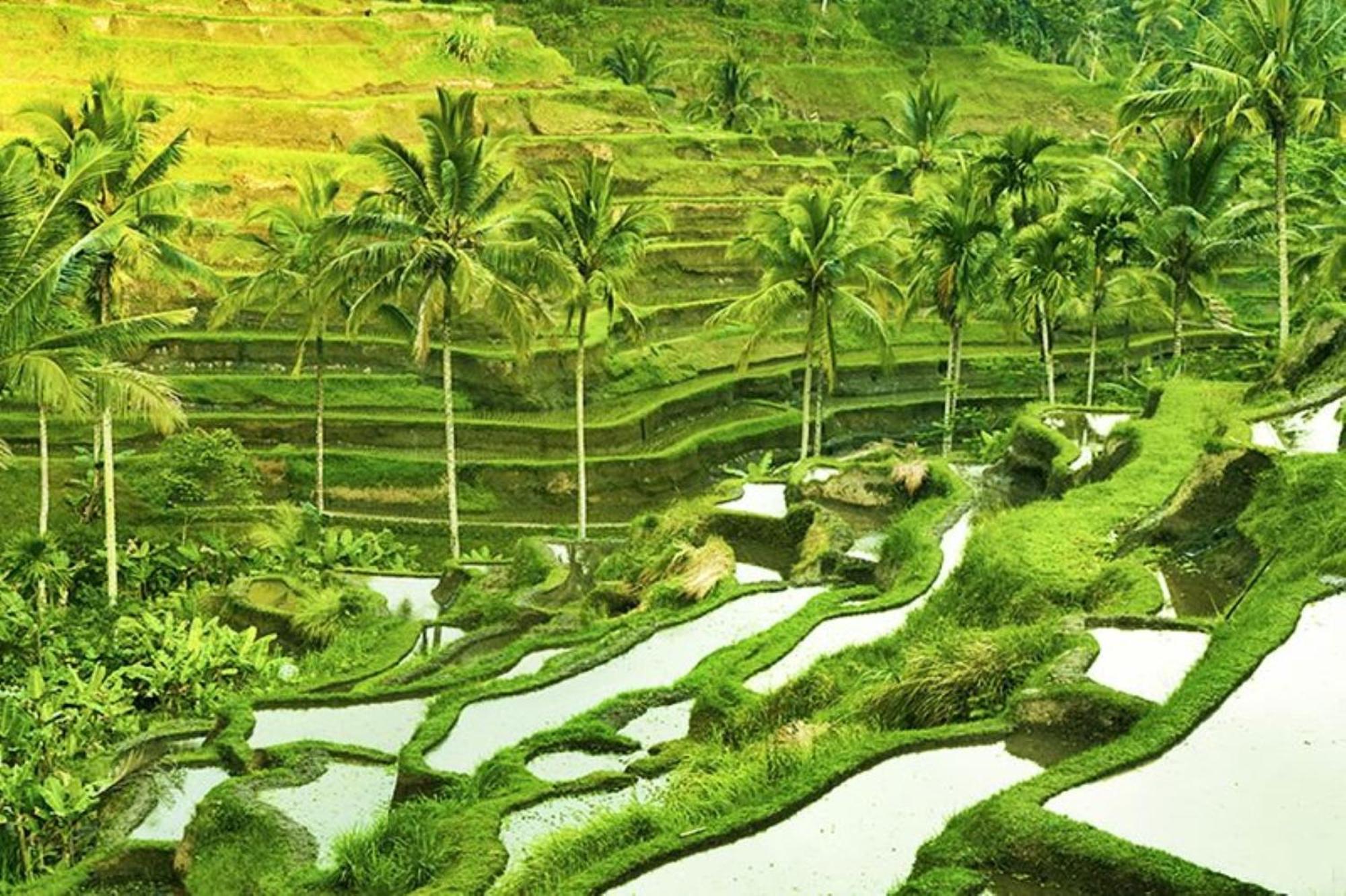 Asvara By Ini Vie Hospitality Ubud (Bali)